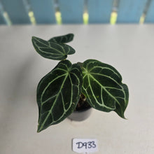 Load image into Gallery viewer, #D933 Three x Headed Anthurium Crystallinum x Forgetii