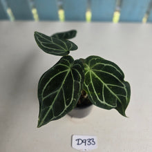 Load image into Gallery viewer, #D933 Three x Headed Anthurium Crystallinum x Forgetii