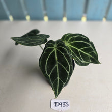 Load image into Gallery viewer, #D933 Three x Headed Anthurium Crystallinum x Forgetii