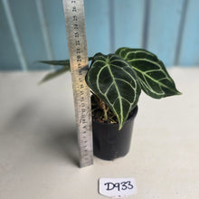 Load image into Gallery viewer, #D933 Three x Headed Anthurium Crystallinum x Forgetii
