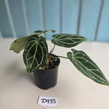 Load image into Gallery viewer, #D933 Three x Headed Anthurium Crystallinum x Forgetii