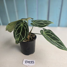 Load image into Gallery viewer, #D933 Three x Headed Anthurium Crystallinum x Forgetii