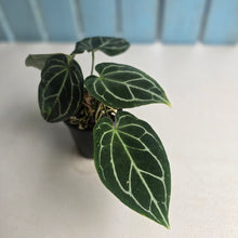 Load image into Gallery viewer, #D933 Three x Headed Anthurium Crystallinum x Forgetii