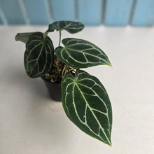 Load image into Gallery viewer, #D933 Three x Headed Anthurium Crystallinum x Forgetii