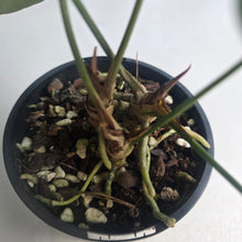 Load image into Gallery viewer, #D933 Three x Headed Anthurium Crystallinum x Forgetii