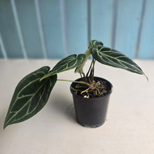 Load image into Gallery viewer, #D933 Three x Headed Anthurium Crystallinum x Forgetii