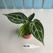 Load image into Gallery viewer, #RD39 Two x Anthurium Magnificum x