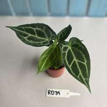 Load image into Gallery viewer, #RD39 Two x Anthurium Magnificum x