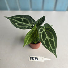 Load image into Gallery viewer, #RD39 Two x Anthurium Magnificum x