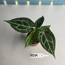 Load image into Gallery viewer, #RD39 Two x Anthurium Magnificum x