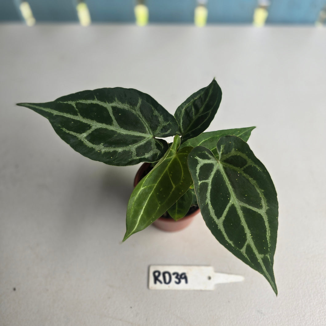 #RD39 Two x Anthurium Magnificum x