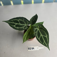 Load image into Gallery viewer, #RD39 Two x Anthurium Magnificum x