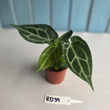 Load image into Gallery viewer, #RD39 Two x Anthurium Magnificum x