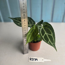 Load image into Gallery viewer, #RD39 Two x Anthurium Magnificum x