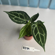 Load image into Gallery viewer, #RD39 Two x Anthurium Magnificum x