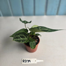 Load image into Gallery viewer, #RD39 Two x Anthurium Magnificum x