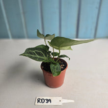 Load image into Gallery viewer, #RD39 Two x Anthurium Magnificum x