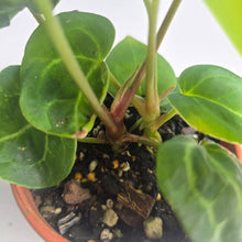 Load image into Gallery viewer, #RD39 Two x Anthurium Magnificum x