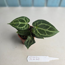 Load image into Gallery viewer, #R221 Two x Anthurium Magnificum x