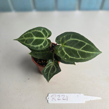 Load image into Gallery viewer, #R221 Two x Anthurium Magnificum x