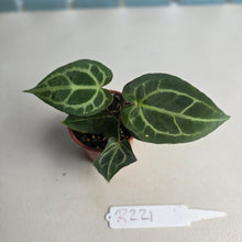 Load image into Gallery viewer, #R221 Two x Anthurium Magnificum x