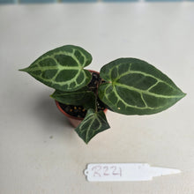 Load image into Gallery viewer, #R221 Two x Anthurium Magnificum x