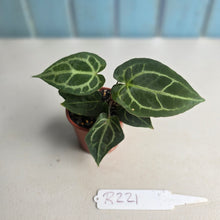 Load image into Gallery viewer, #R221 Two x Anthurium Magnificum x