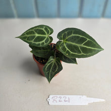 Load image into Gallery viewer, #R221 Two x Anthurium Magnificum x