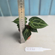 Load image into Gallery viewer, #R221 Two x Anthurium Magnificum x