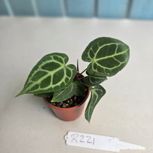 Load image into Gallery viewer, #R221 Two x Anthurium Magnificum x