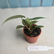 Load image into Gallery viewer, #R221 Two x Anthurium Magnificum x