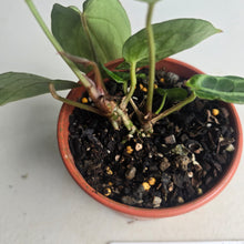 Load image into Gallery viewer, #R221 Two x Anthurium Magnificum x