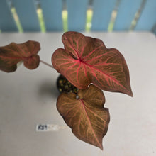 Load image into Gallery viewer, #R39 Caladium