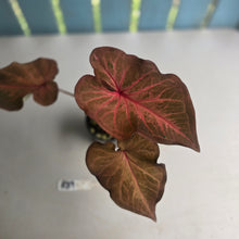 Load image into Gallery viewer, #R39 Caladium