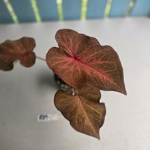 Load image into Gallery viewer, #R39 Caladium