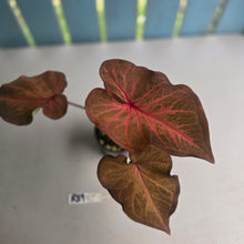 Load image into Gallery viewer, #R39 Caladium