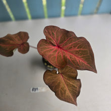 Load image into Gallery viewer, #R39 Caladium