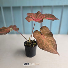 Load image into Gallery viewer, #R39 Caladium