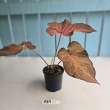 Load image into Gallery viewer, #R39 Caladium