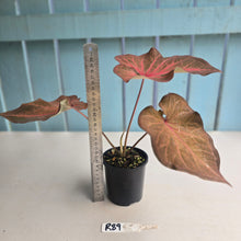 Load image into Gallery viewer, #R39 Caladium