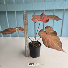 Load image into Gallery viewer, #R39 Caladium