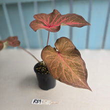 Load image into Gallery viewer, #R39 Caladium