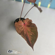 Load image into Gallery viewer, #R39 Caladium