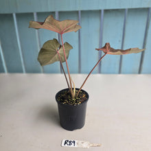 Load image into Gallery viewer, #R39 Caladium