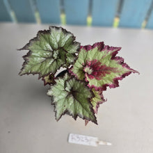 Load image into Gallery viewer, #R32 Begonia Strawberry Swirl