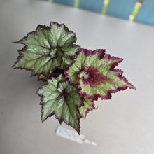 Load image into Gallery viewer, #R32 Begonia Strawberry Swirl