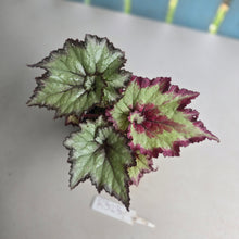 Load image into Gallery viewer, #R32 Begonia Strawberry Swirl