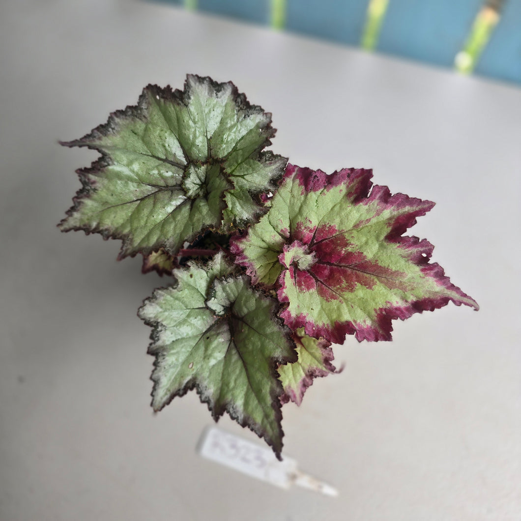 #R32 Begonia Strawberry Swirl