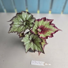 Load image into Gallery viewer, #R32 Begonia Strawberry Swirl