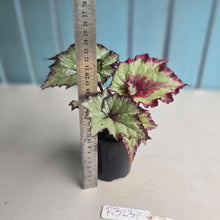 Load image into Gallery viewer, #R32 Begonia Strawberry Swirl